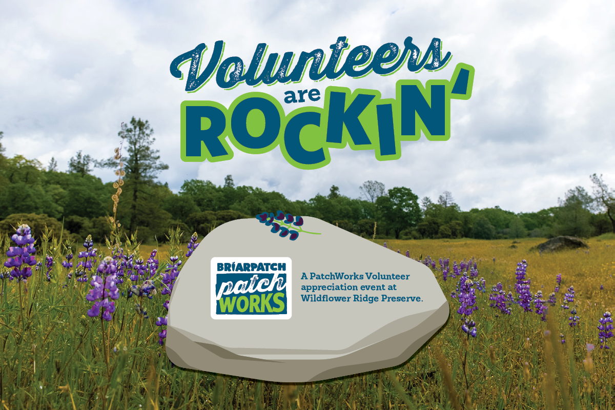 Volunteers Are Rockin’: PatchWorks Volunteer Appreciation Event